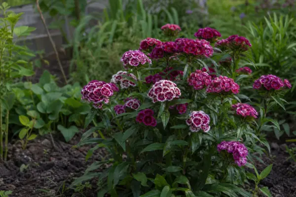 Barba împăratului (Dianthus barbatus) – de la plantare la întreținerea de zi cu zi