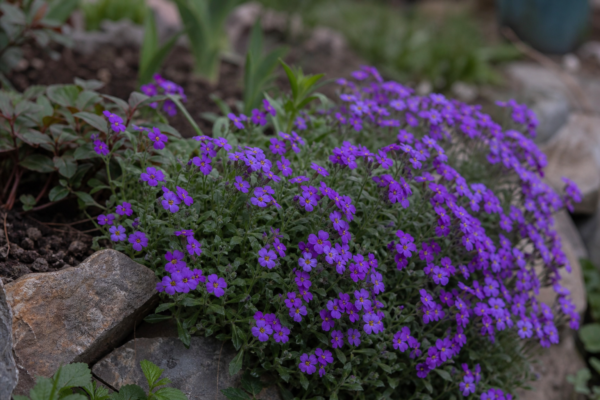 Aubrieta (Aubrieta deltoidea) – plantare, udare și întreținere
