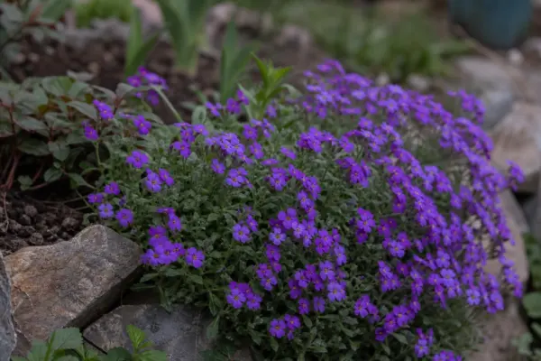 Aubrieta (Aubrieta deltoidea) – plantare, udare și întreținere