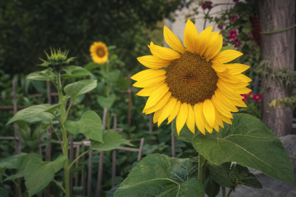 Floarea-soarelui (Helianthus annuus) – ghid practic de plantare și îngrijire
