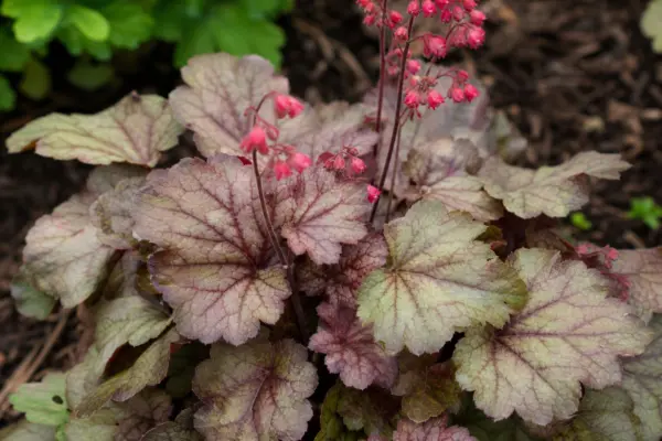 Heuchera (Heuchera micrantha): condiții de creștere și îngrijire