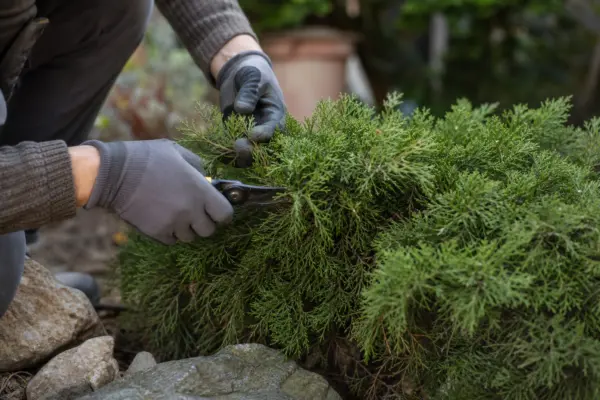 Ienupăr (Juniperus communis) – condiții de creștere, plantare și îngrijire