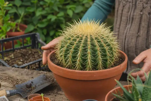 Cactus-butoi (Echinocactus grusonii) – sfaturi pentru plantare, creștere și întreținere