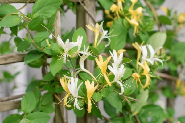 Caprifoiul cățărător (Lonicera periclymenum): plantare și întreținere