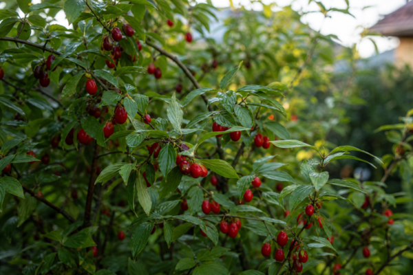 Corn (Cornus mas) – ghid practic de plantare și îngrijire