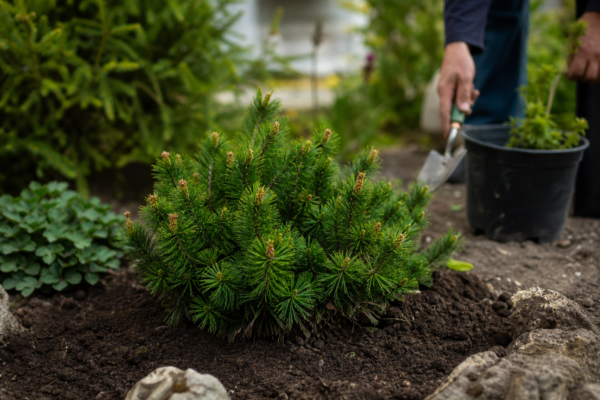 Jneapăn (Pinus mugo) – sfaturi pentru plantare, creștere și întreținere