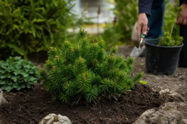 Jneapăn (Pinus mugo) – sfaturi pentru plantare, creștere și întreținere