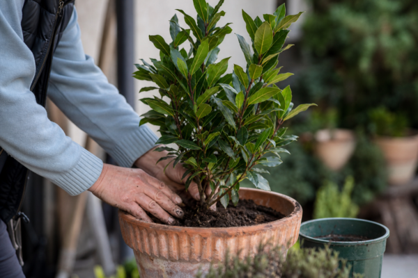 Dafin (Laurus nobilis) – plantare, îngrijire și greșeli de evitat