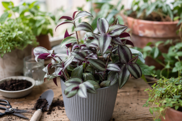 Tradescantia zebrina – tot ce trebuie să știi despre plantare și îngrijire