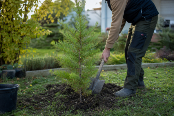 Zadă (Larix decidua) – sfaturi de plantare și îngrijire
