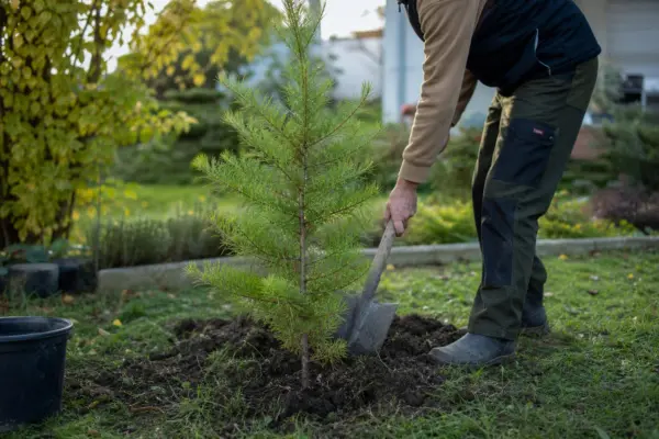 Zadă (Larix decidua) – sfaturi de plantare și îngrijire