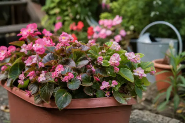 Begonie de grădină (Begonia semperflorens) – sfaturi de plantare și îngrijire