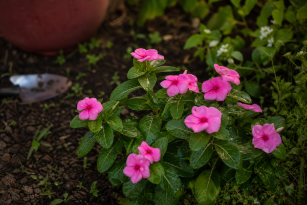 Vinca roz (Catharanthus roseus) – de la plantare la întreținerea de zi cu zi