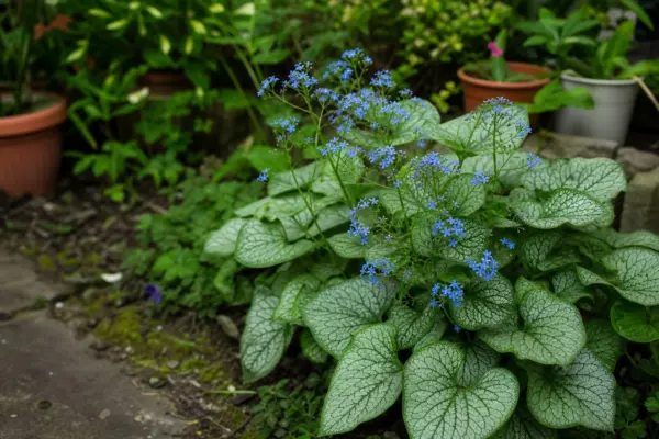 Brunnera macrophylla – ghid complet de cultivare și îngrijire