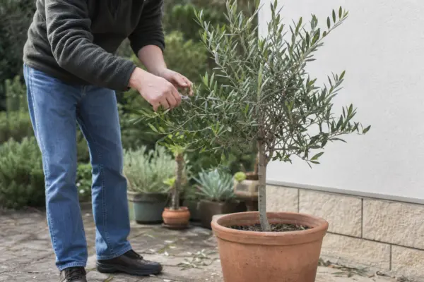 Măslin ornamental (Olea europaea) – plantare și îngrijire pas cu pas