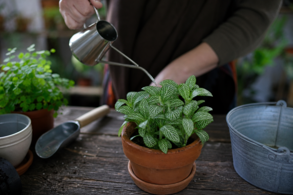Fittonia albivenis – plantare, udare și întreținere