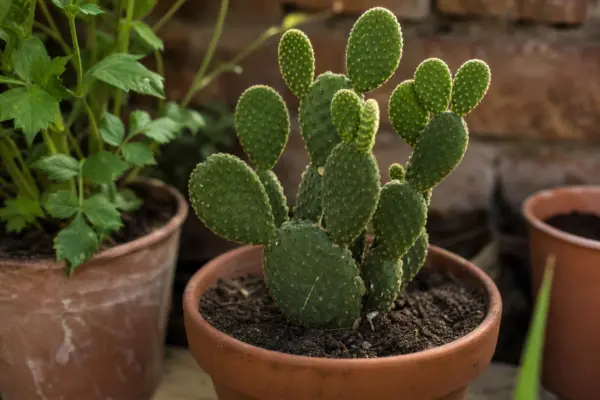Limba-soacrei (cactus) (Opuntia microdasys) – sfaturi de plantare și îngrijire