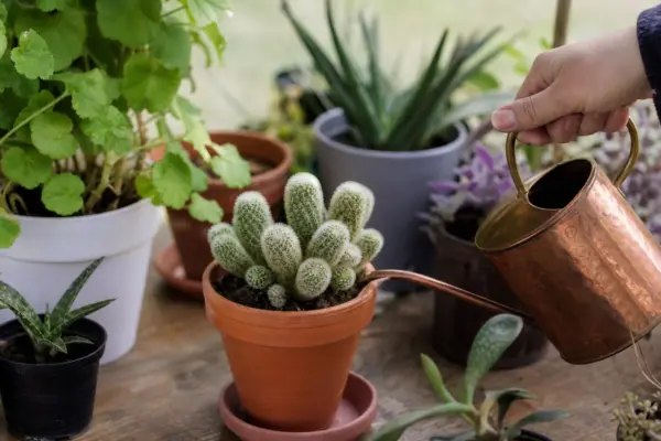 Mammillaria (Mammillaria elongata) – plantare, udare și întreținere