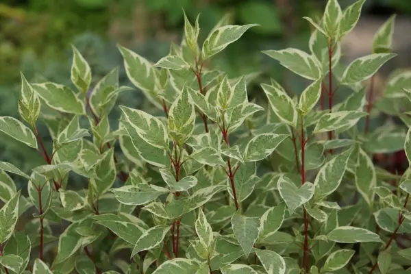 Cornul (Cornus alba): sfaturi pentru plantare și întreținere