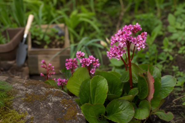 Bergenia cordifolia – plantare și îngrijire pas cu pas