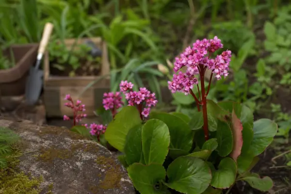 Bergenia cordifolia – plantare și îngrijire pas cu pas