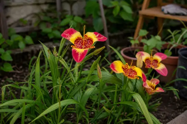 Floarea tigrului (Tigridia pavonia) – de la plantare la întreținerea de zi cu zi