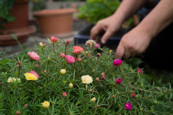 Floare de piatră (Portulaca grandiflora): cum se plantează și cum se îngrijește corect