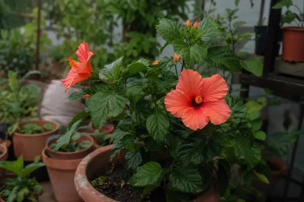 Trandafirul japonez (Hibiscus rosa-sinensis) – tot ce trebuie să știi despre plantare și îngrijire