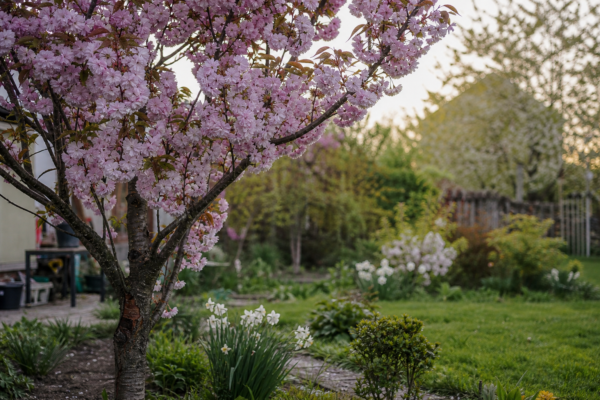 Cireș japonez (Prunus serrulata) – sfaturi de plantare și îngrijire