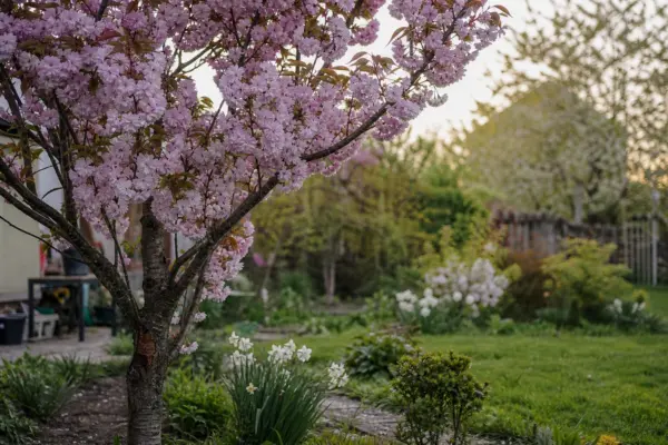 Cireș japonez (Prunus serrulata) – sfaturi de plantare și îngrijire