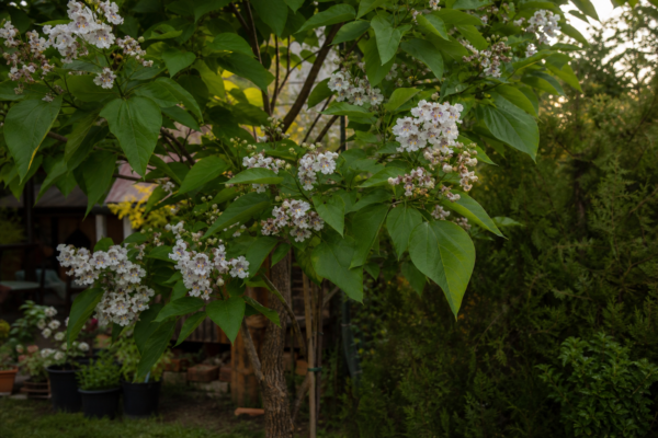 Catalpa bignonioides – plantare, îngrijire și greșeli de evitat