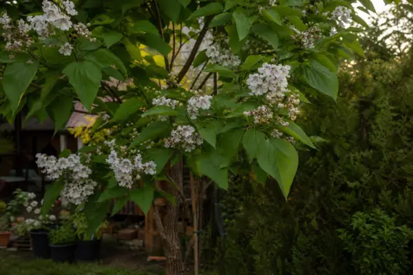 Catalpa bignonioides – plantare, îngrijire și greșeli de evitat