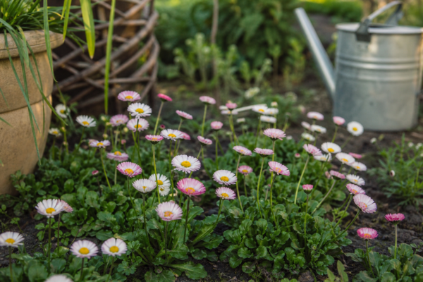 Bănuței (Bellis perennis) – ghid practic de plantare și îngrijire
