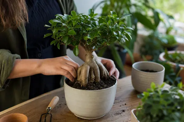 Ficus ginseng (Ficus microcarpa) – ghid complet de cultivare și îngrijire