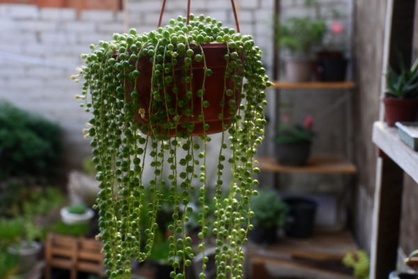 Șiragul de perle (Senecio rowleyanus) – de la plantare la întreținerea de zi cu zi