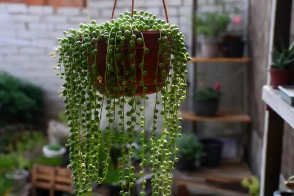 Șiragul de perle (Senecio rowleyanus) – de la plantare la întreținerea de zi cu zi
