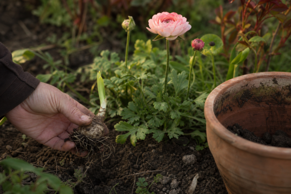 Ranunculus asiaticus – plantare și îngrijire pas cu pas