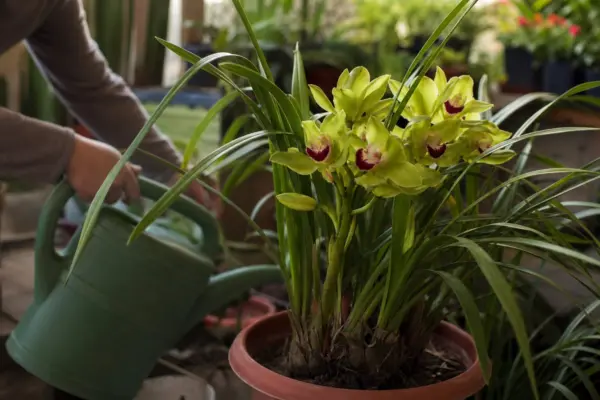Orhideea Cymbidium (Cymbidium hybridum) – tot ce trebuie să știi despre plantare și îngrijire