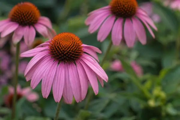 Echinacea (Echinacea purpurea): sfaturi pentru plantare și întreținere