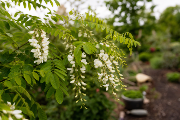 Salcâm japonez (Styphnolobium japonicum) – ghid complet de cultivare și îngrijire