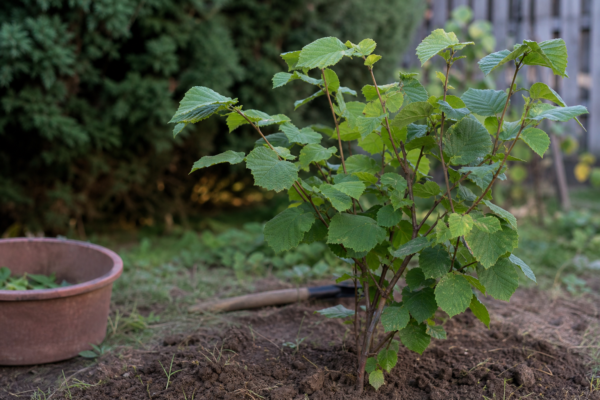 Alun (Corylus avellana) – tot ce trebuie să știi despre plantare și îngrijire