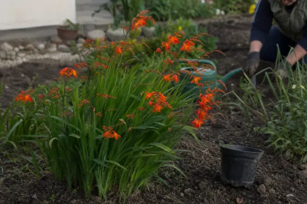Crocosmia crocosmiiflora: cum se plantează și cum se îngrijește corect
