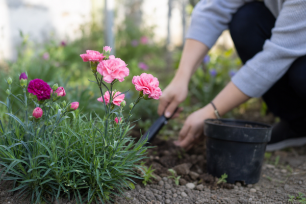 Garoafa (Dianthus caryophyllus) – plantare, îngrijire și greșeli de evitat
