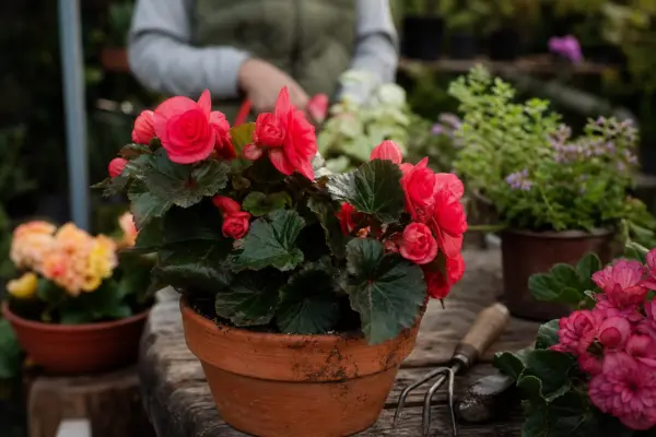 Begonie tuberoasă (Begonia tuberhybrida) – plantare și îngrijire pas cu pas