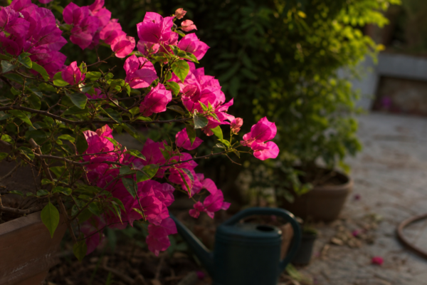 Bougainvillea (Bougainvillea glabra) – ghid practic de plantare și îngrijire