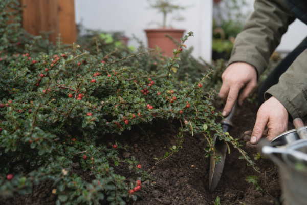 Cotoneaster horizontalis – sfaturi pentru plantare, creștere și întreținere