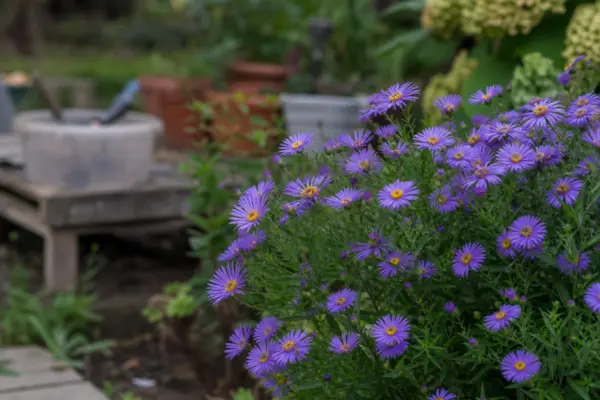 Steluța (Aster amellus) – ghid complet de cultivare și îngrijire