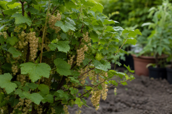 Coacăz alb (Ribes rubrum): cum se plantează și cum se îngrijește corect
