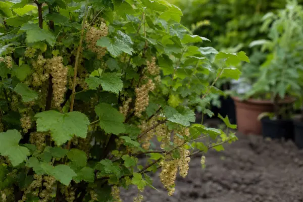 Coacăz alb (Ribes rubrum): cum se plantează și cum se îngrijește corect