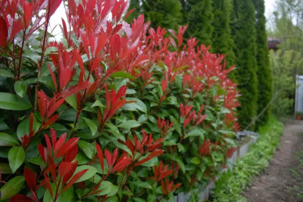 Photinia (Photinia fraseri) – de la plantare la întreținerea de zi cu zi